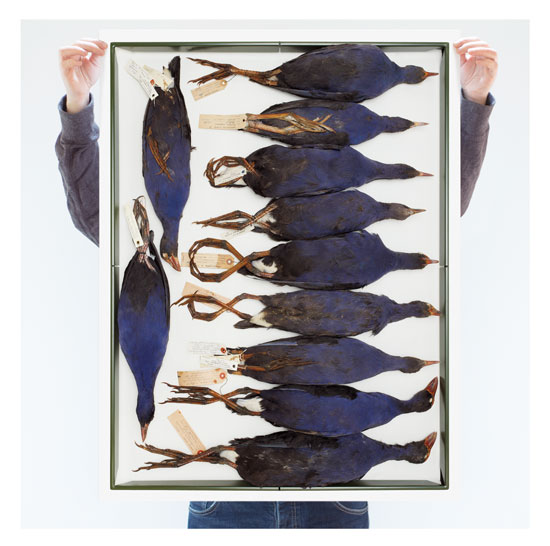 DEAD SET PUKEKO POSTER